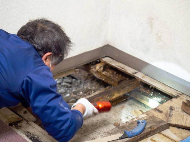 Best Local Mold Removal Service  in Sunman, IN