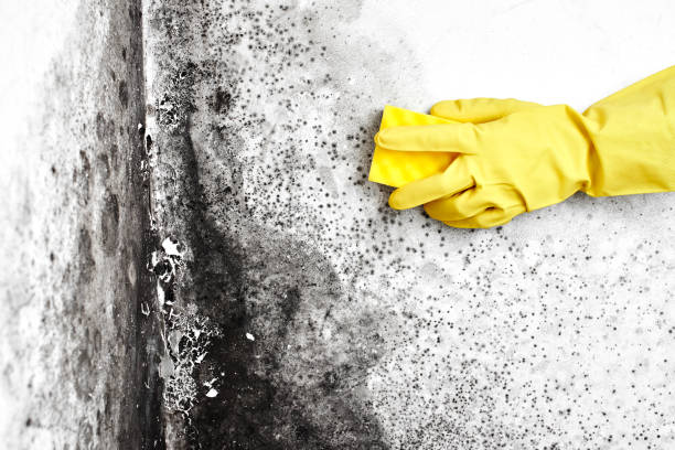Best Mold Remediation  in Sunman, IN