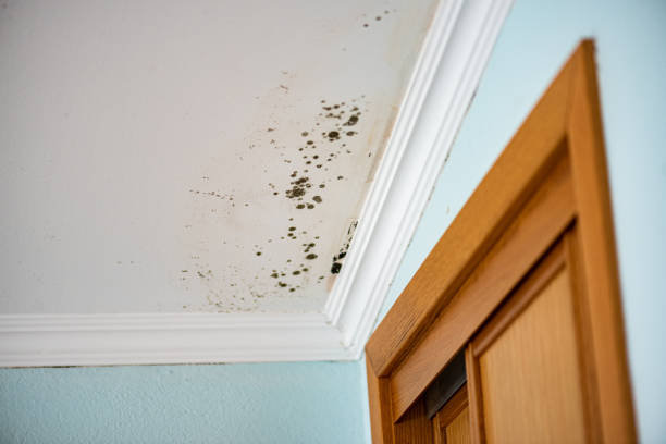 Best Mold Testing  in Sunman, IN