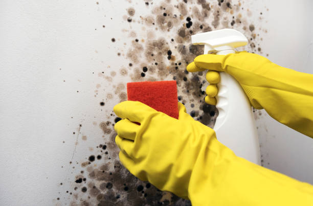 Best Fast Mold Removal  in Sunman, IN