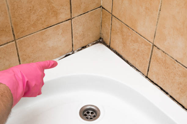 Best Professional Mold Removal  in Sunman, IN